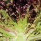 Preview: Salat Mascara (Samen)