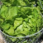 Preview: Salat Meraviglia d’Inverno (Wintersalat) (Samen)