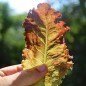 Preview: Salat Merlot (Samen)