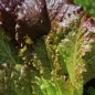 Preview: Salat Midnight Ruffles (Samen)