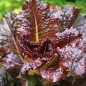 Preview: Salat Midnight Ruffles (Samen)