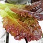 Preview: Salat Midnight Ruffles (Samen)