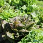 Preview: Neu! Salat Morton‘s Secret Mix (Samen)