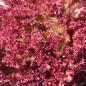 Preview: Neu! Salat Morton‘s Secret Mix (Samen)