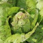 Preview: Neu! Salat Morton‘s Secret Mix (Samen)