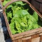 Preview: Salat Nansen’s Noordpool (Wintersalat) (Samen)
