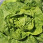 Preview: Salat Nansen’s Noordpool (Wintersalat) (Samen)