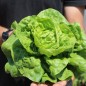 Preview: Salat Nansen’s Noordpool (Wintersalat) (Samen)
