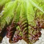 Preview: Salat Outredgeous (Samen)