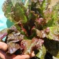 Preview: Salat Outredgeous (Samen)