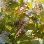 Preview: Salat Outredgeous (Samen)