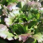 Preview: Eisbergsalat Pablo (Samen)