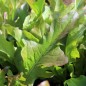 Preview: Salat Radichetta (Samen)