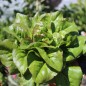 Preview: Salat Red Amish Deer Tongue (Samen)