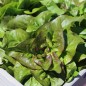 Preview: Salat Red Amish Deer Tongue (Samen)