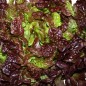 Preview: Salat Red Salad Bowl (Samen)