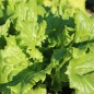 Preview: Eisbergsalat Reine de Glaces (Samen)