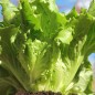 Preview: Eisbergsalat Reine de Glaces (Samen)