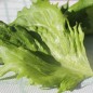 Preview: Eisbergsalat Reine de Glaces (Samen)