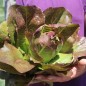 Preview: Salat Rouge d'Hiver (Wintersalat) (Samen)