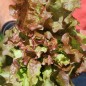 Preview: Salat Ruby Red (Samen)