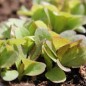 Preview: Salat Ruby Red (Samen)
