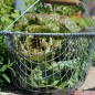 Preview: Salat Sanguine Ameliore (Samen)