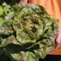 Preview: Salat Sanguine Ameliore (Samen)