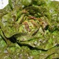 Preview: Salat Sanguine Ameliore