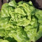 Preview: Salat Tom Thumb (Samen)