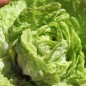 Preview: Salat Tom Thumb (Samen)
