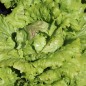 Preview: Salat Unicum (Samen)