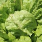 Preview: Salat Unicum (Samen)