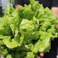 Preview: Salat Unicum (Samen)