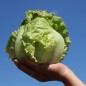Preview: Salat Unicum (Samen)