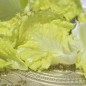 Preview: Salat Unicum (Samen)