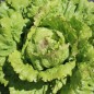 Preview: Salat Unicum (Samen)