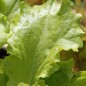 Preview: Salat Waldmann's Green (Samen)