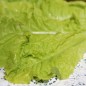 Preview: Pflücksalat Australischer Zartblättriger (Samen)