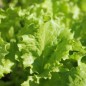 Preview: Salat Waldmann's Green (Samen)