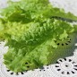 Preview: Salat Waldmann's Green (Samen)