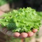 Preview: Salat Waldmann's Green (Samen)