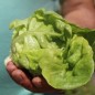 Preview: Salat White Boston (Samen)