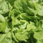 Preview: Salat White Boston (Samen)