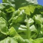 Preview: Salat White Boston (Samen)