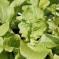 Preview: Salat White Boston (Samen)