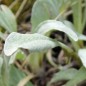 Preview: Sand-Strohblume (Samen)