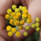 Preview: Sand-Strohblume (Samen)