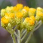 Preview: Sand-Strohblume (Samen)