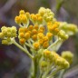 Preview: Sand-Strohblume (Samen)